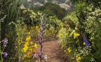 Silverwood Wildlife Sanctuary Flowers: 723x438